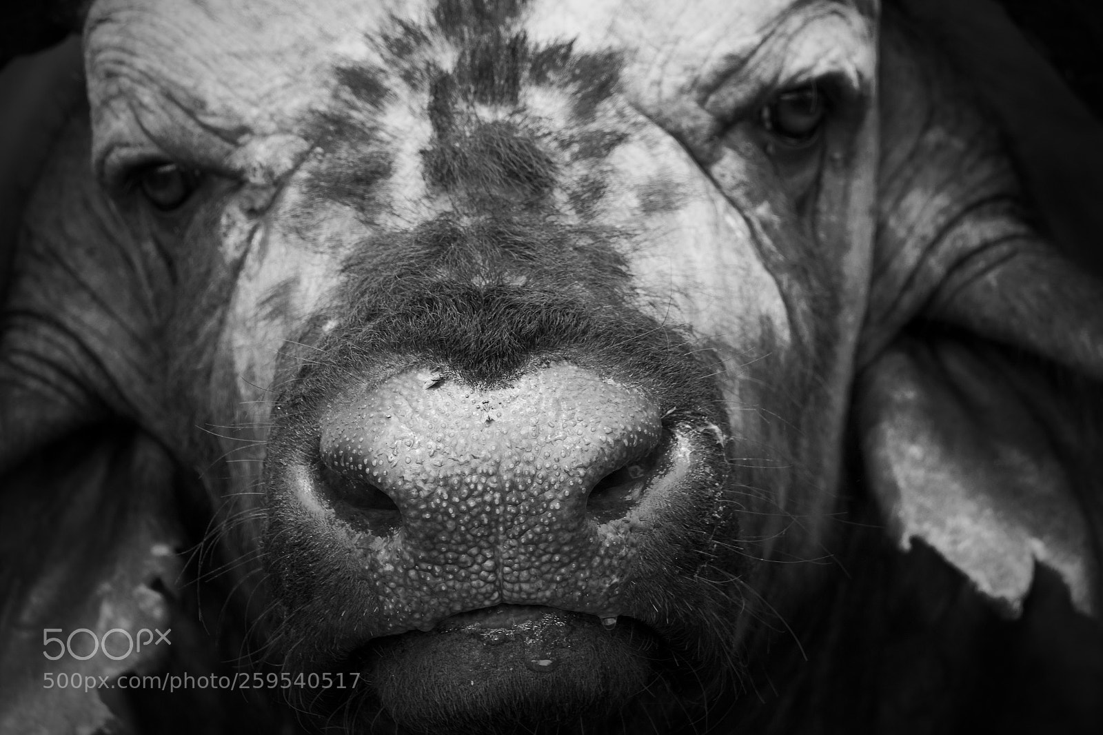 Canon EOS 7D Mark II sample photo. Angry buffalo photography