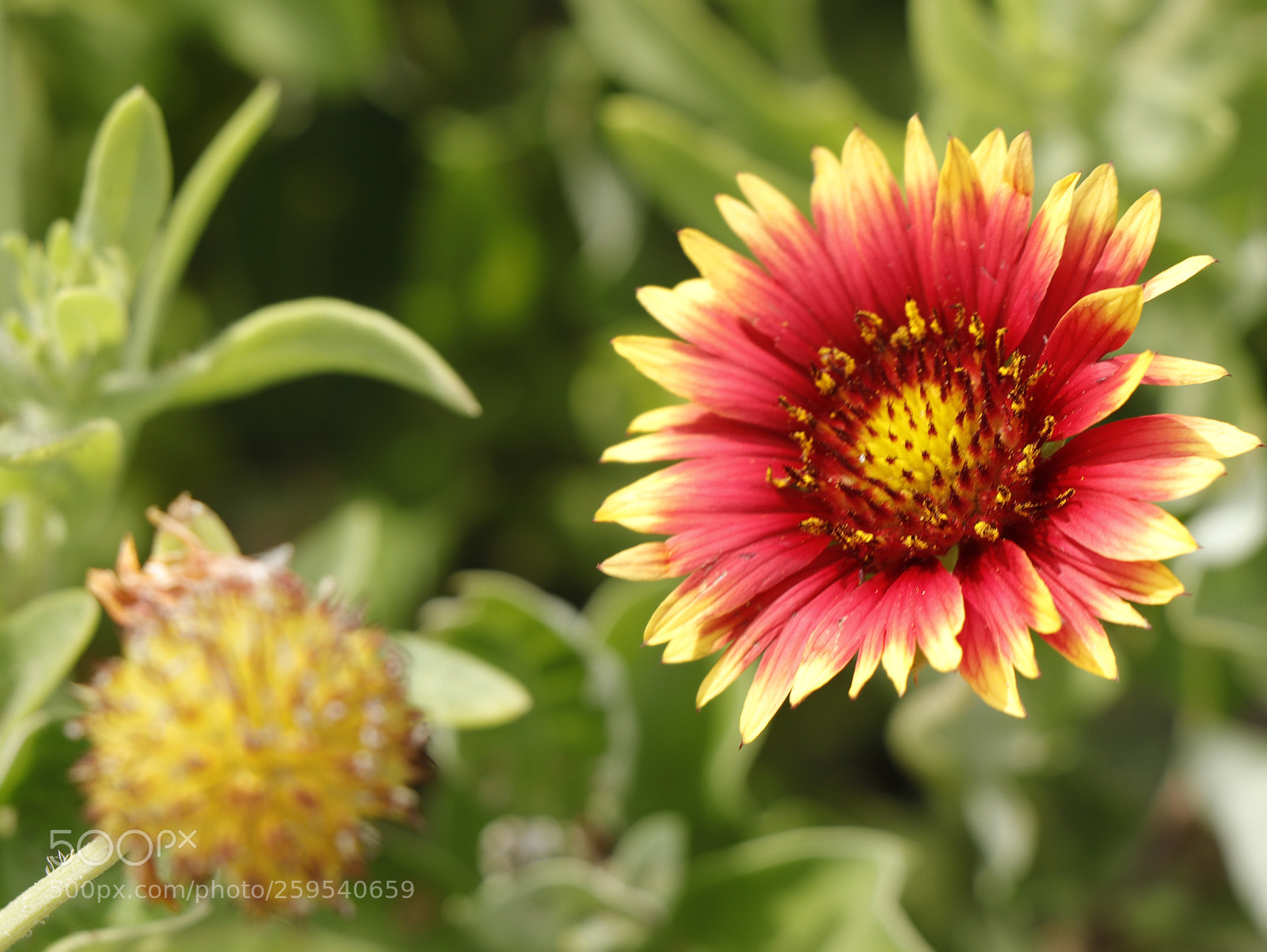 Canon EOS 77D (EOS 9000D / EOS 770D) sample photo. Summer photography