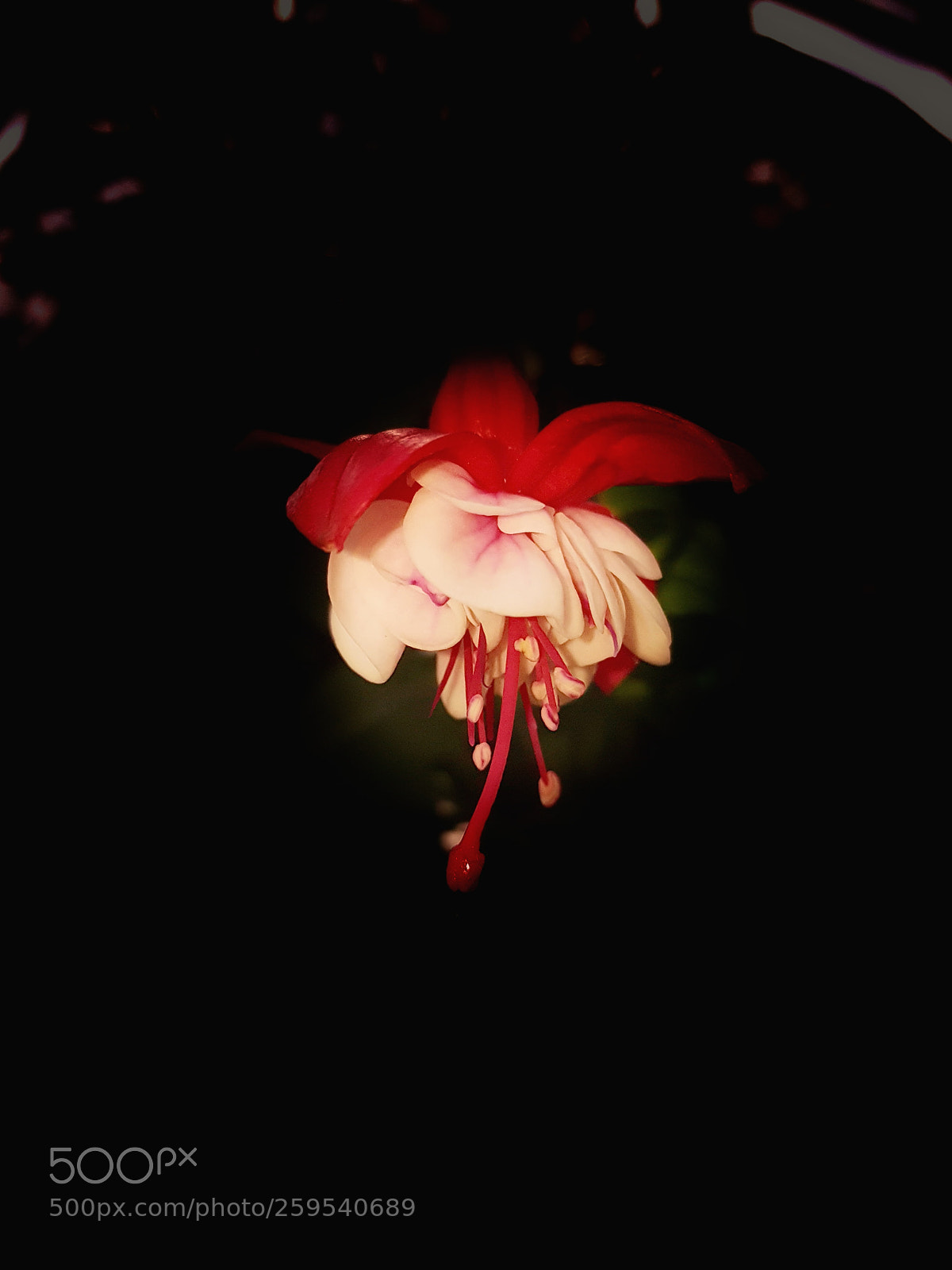 Samsung Galaxy S7 sample photo. Flower photography