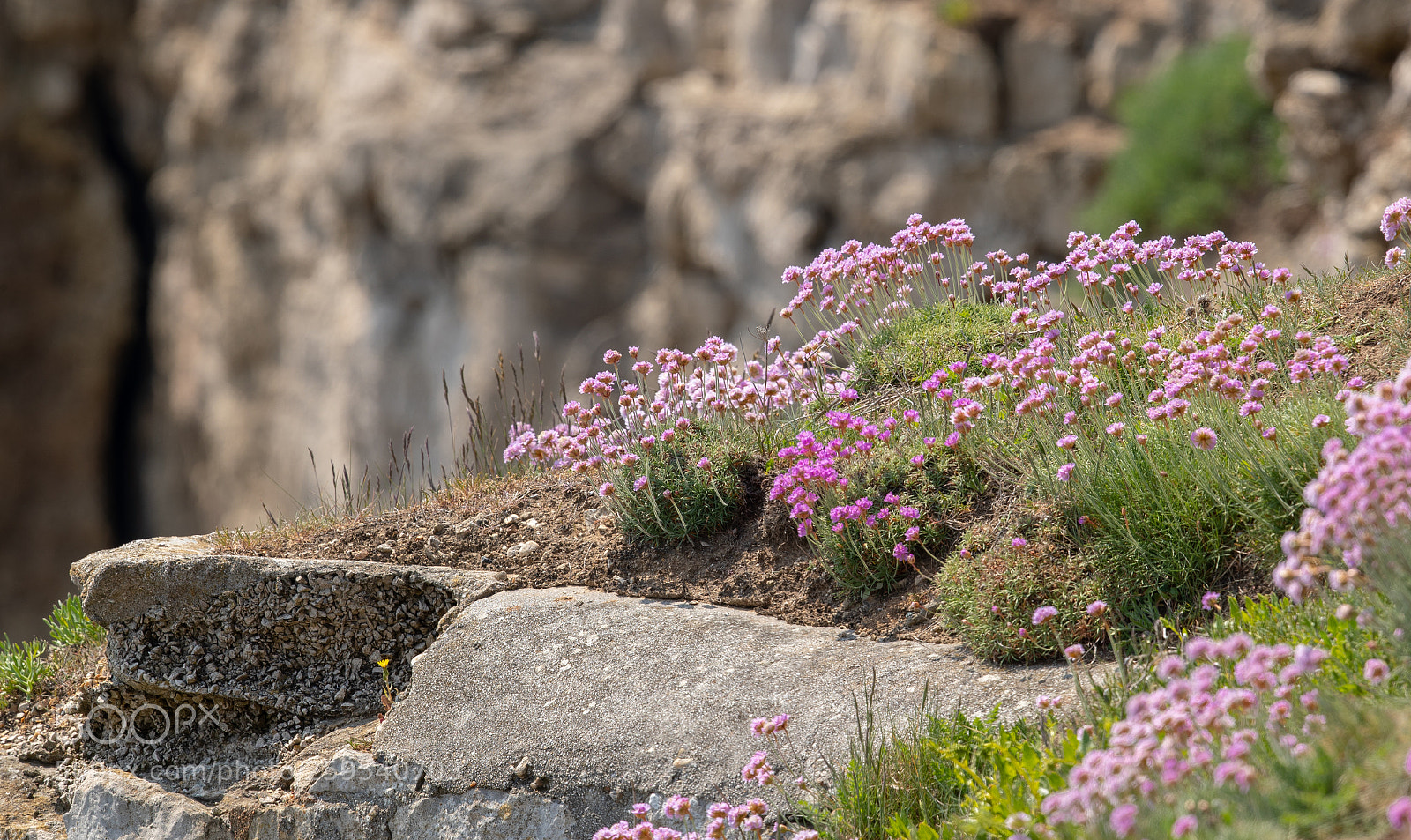 Canon EOS-1D X Mark II sample photo. Portland wildflowers photography