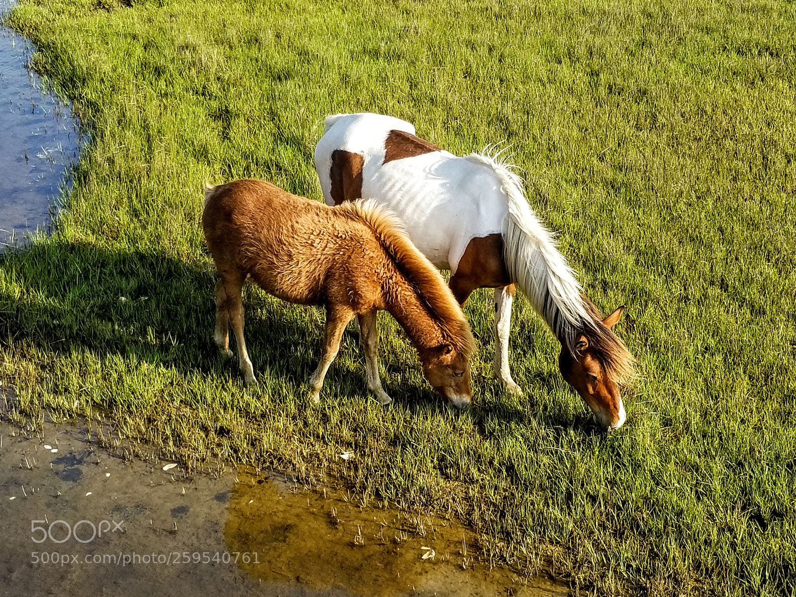 Samsung Galaxy S8+ sample photo. Wild horses of assateague photography