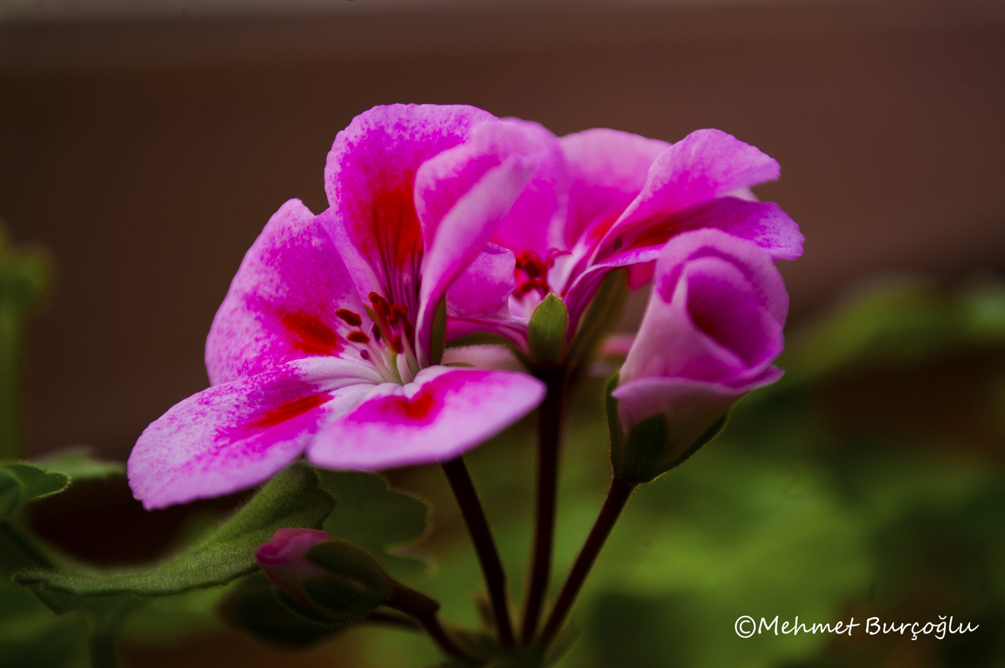 Nikon D100 sample photo. Flower photography