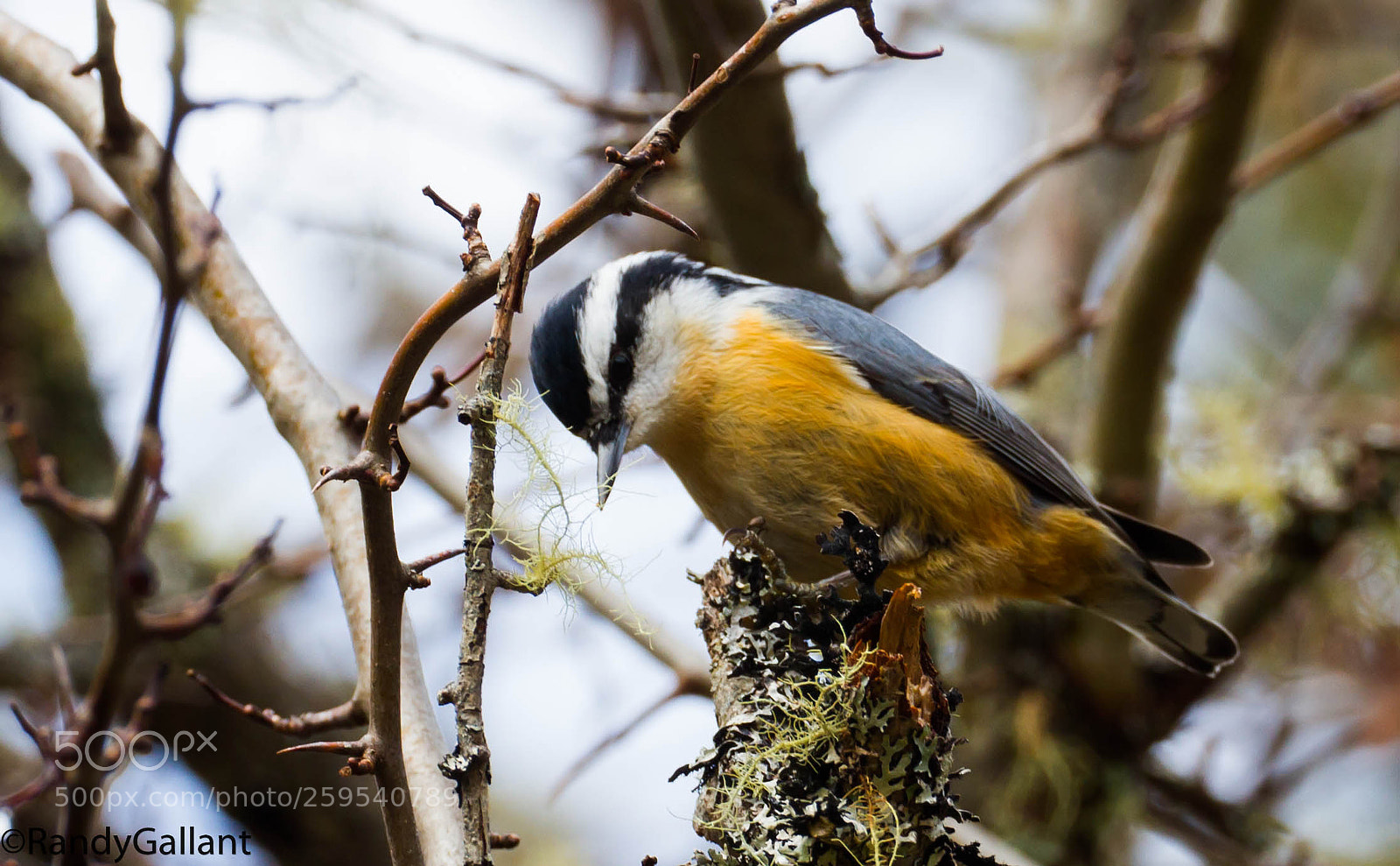 Canon EOS 7D sample photo. Red breasted nuthatch photography