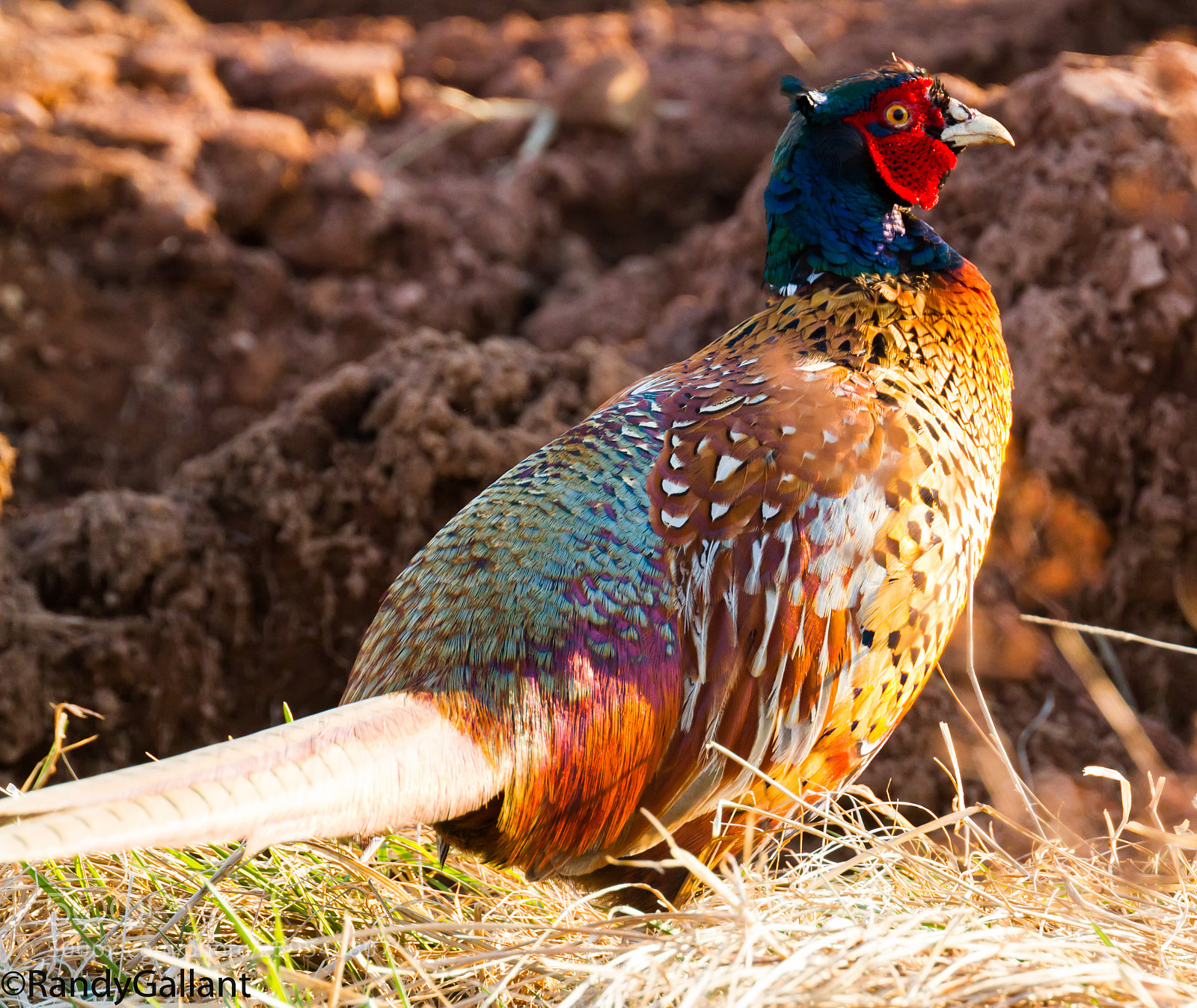 Canon EOS 7D sample photo. Ring necked pheasant photography