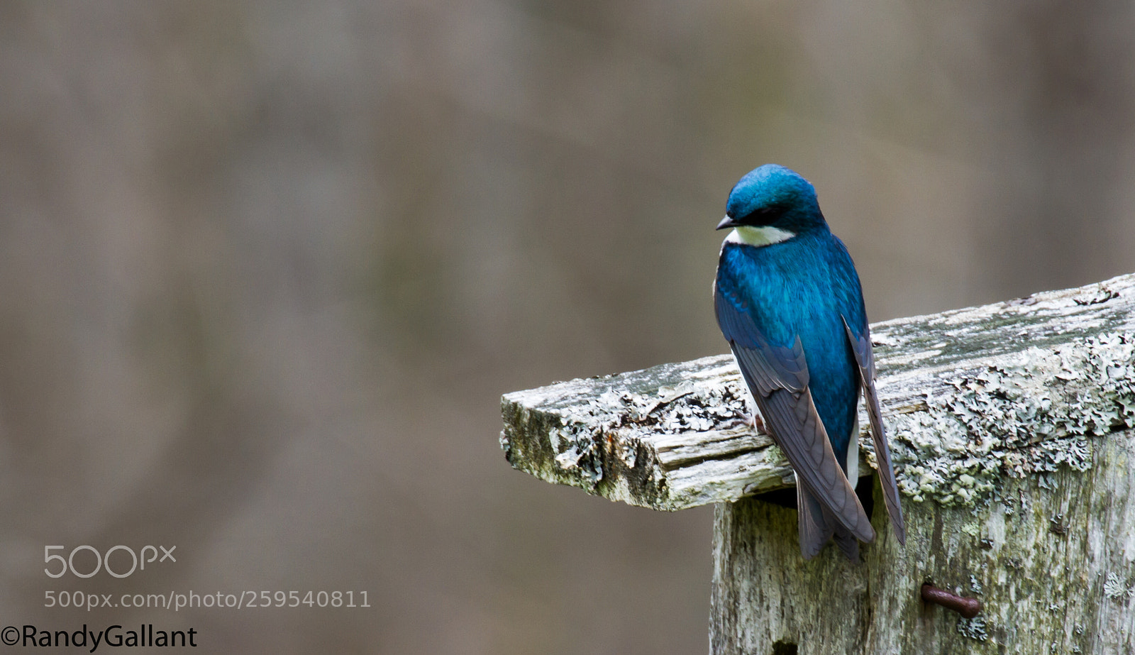 Canon EOS 7D sample photo. Tree swallow photography