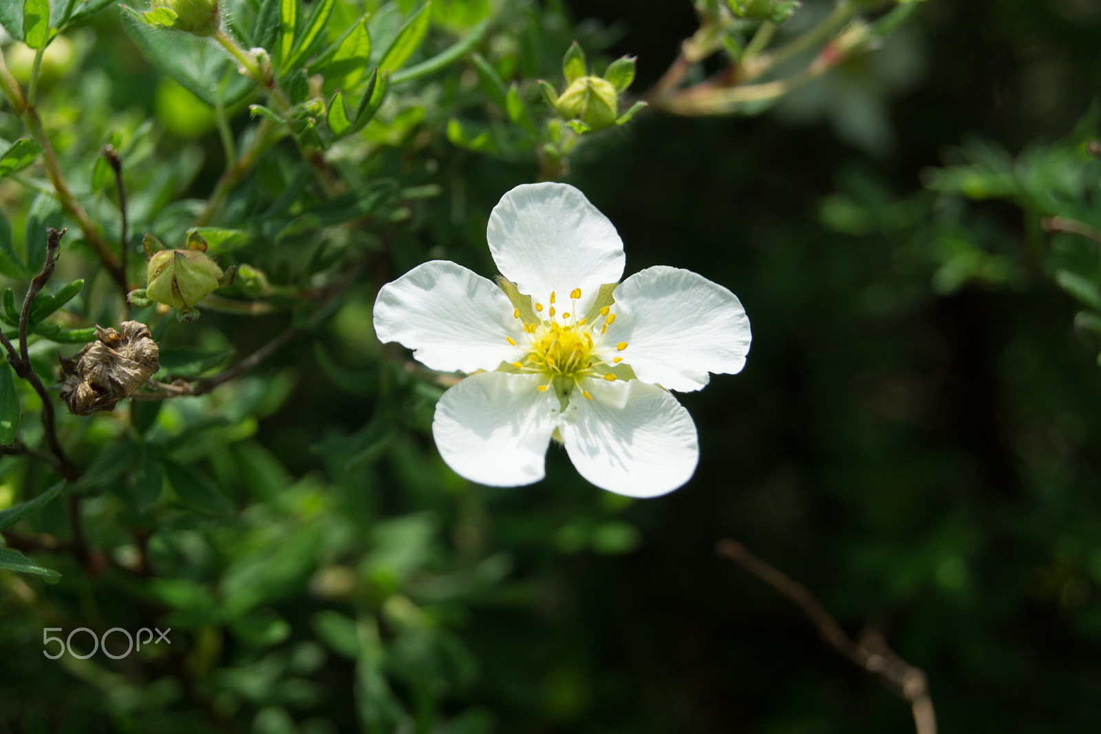 Sony a5100 sample photo. Walking on castione pt6 photography