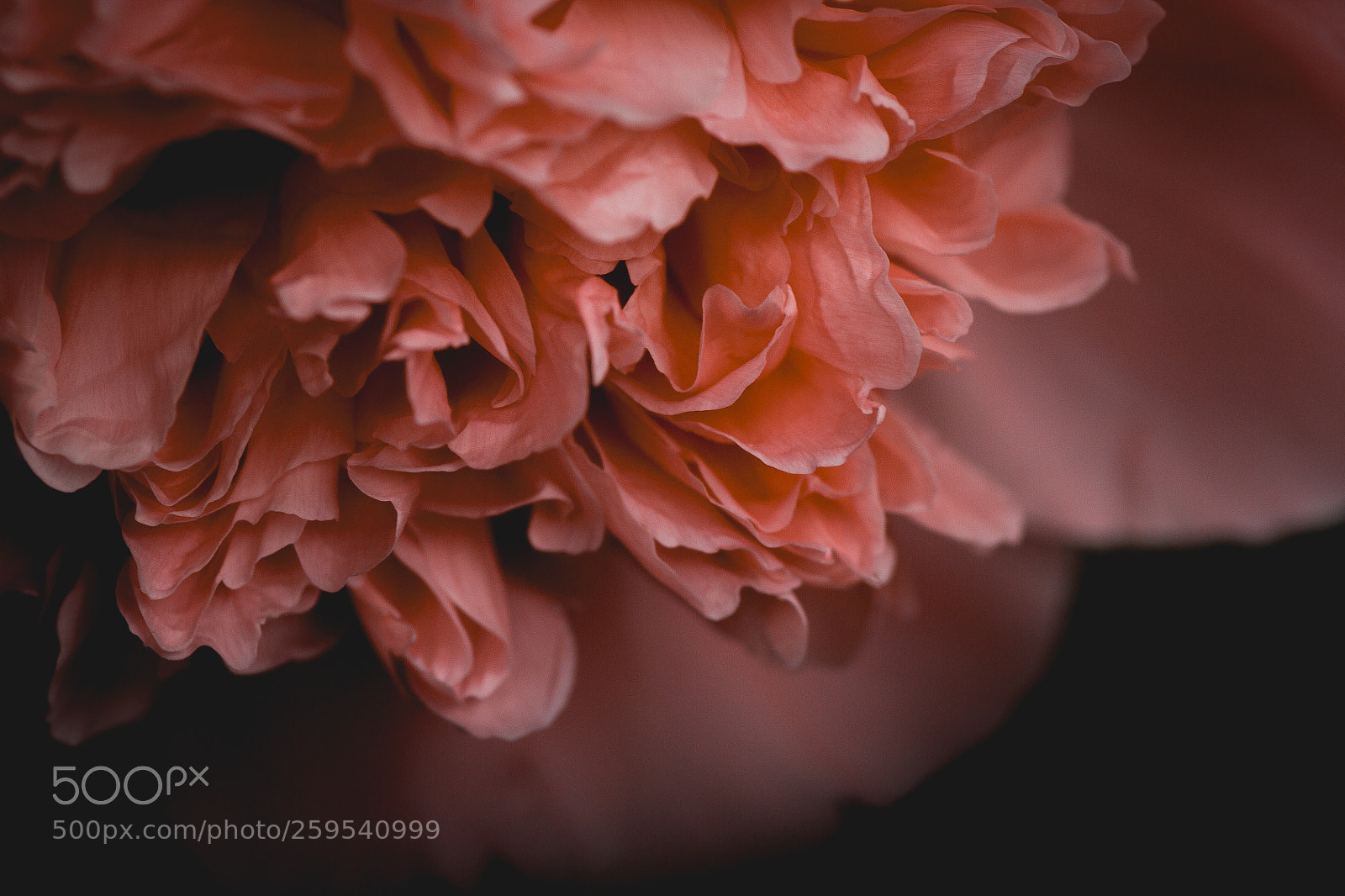 Canon EOS 7D sample photo. Img photography
