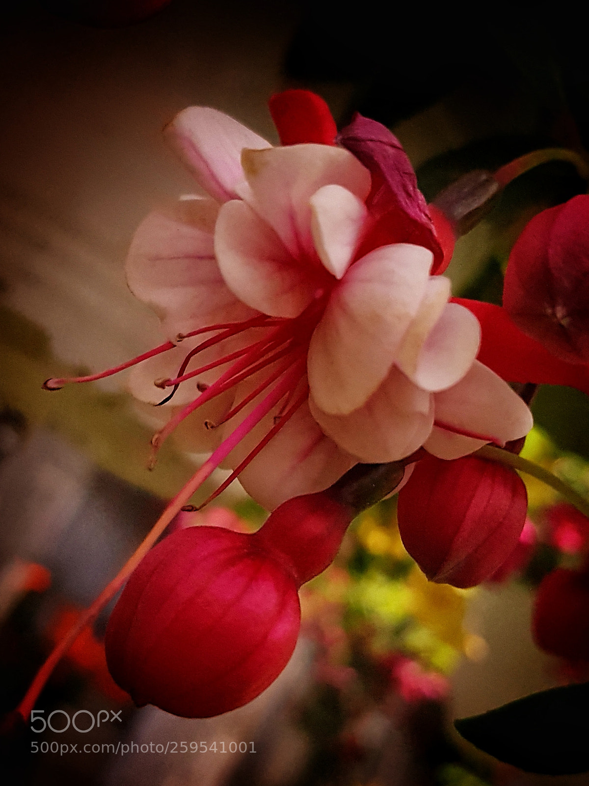 Samsung Galaxy S7 sample photo. Flower1 photography