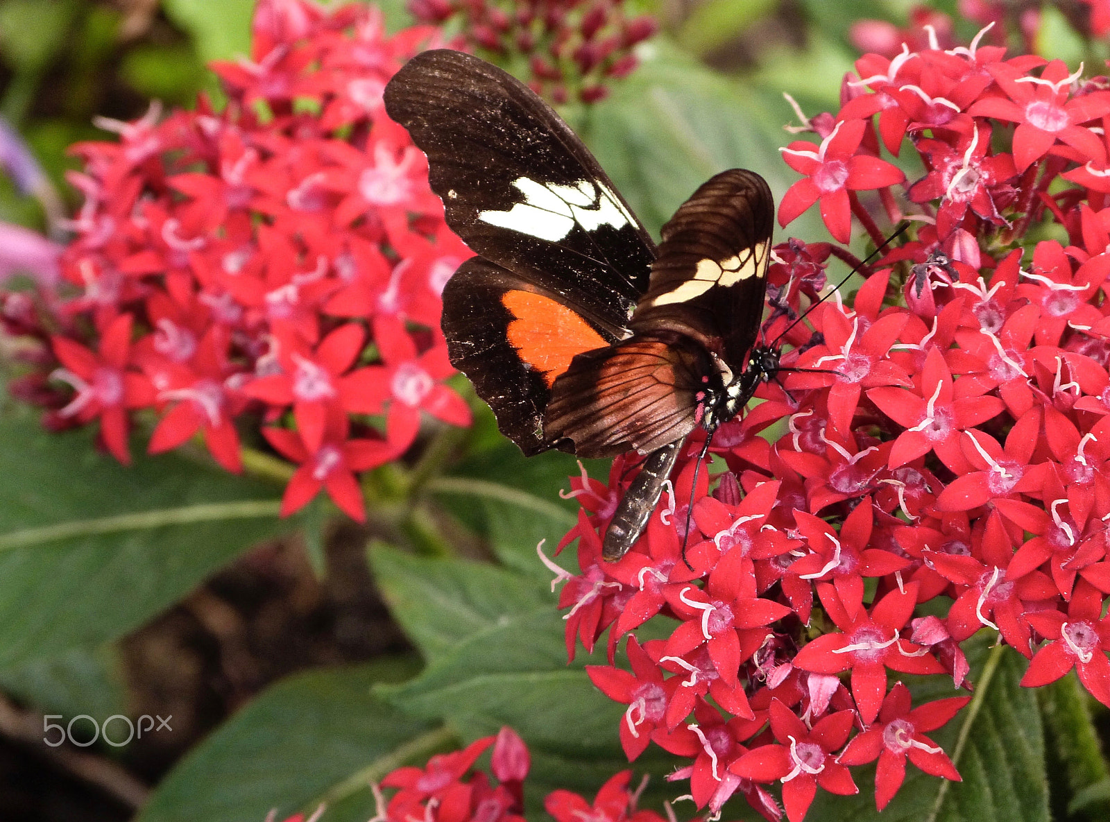 Panasonic Lumix DMC-FZ47 (Lumix DMC-FZ48) sample photo. Butterfly on red blossoms photography