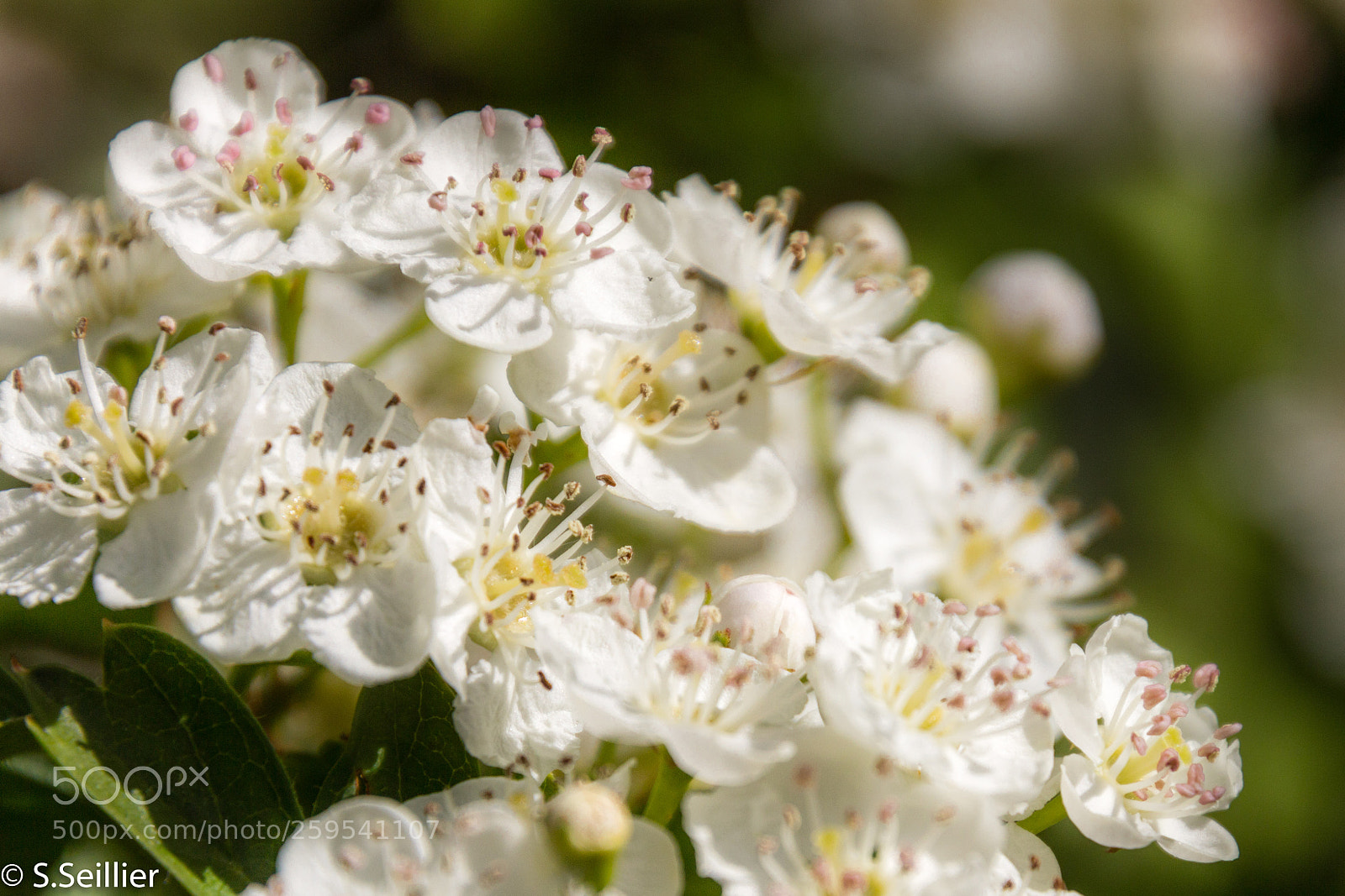 Canon EOS 700D (EOS Rebel T5i / EOS Kiss X7i) sample photo. Spring flavor photography