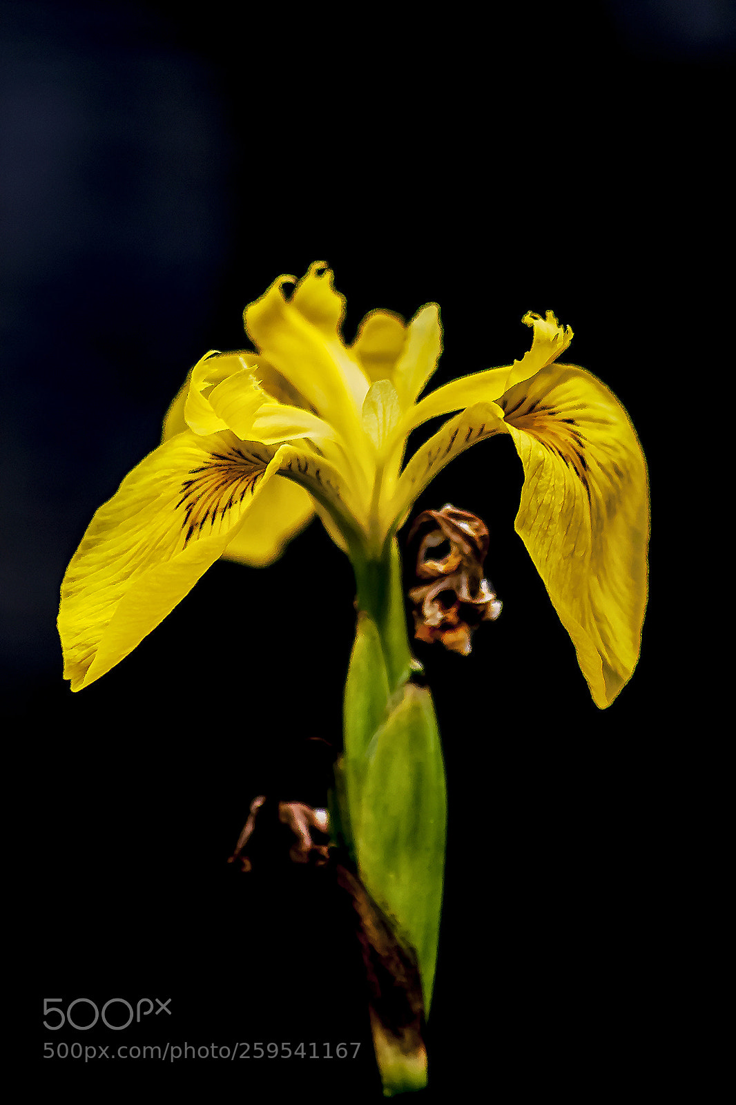 Canon EOS 450D (EOS Rebel XSi / EOS Kiss X2) sample photo. Yellow iris photography