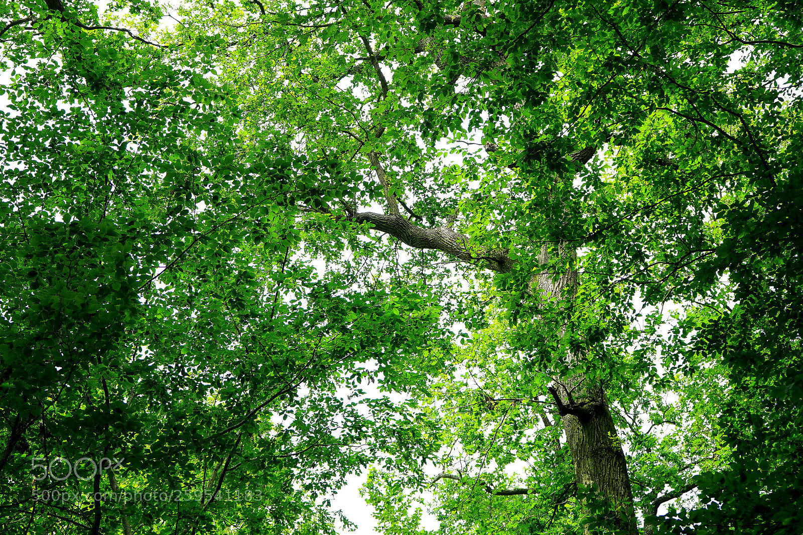 Sony a7 sample photo. Untitled photography