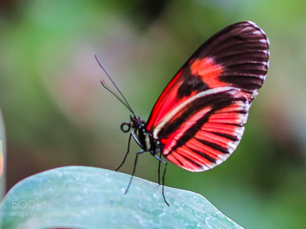 Olympus OM-D E-M1 sample photo. Butterfly series photography