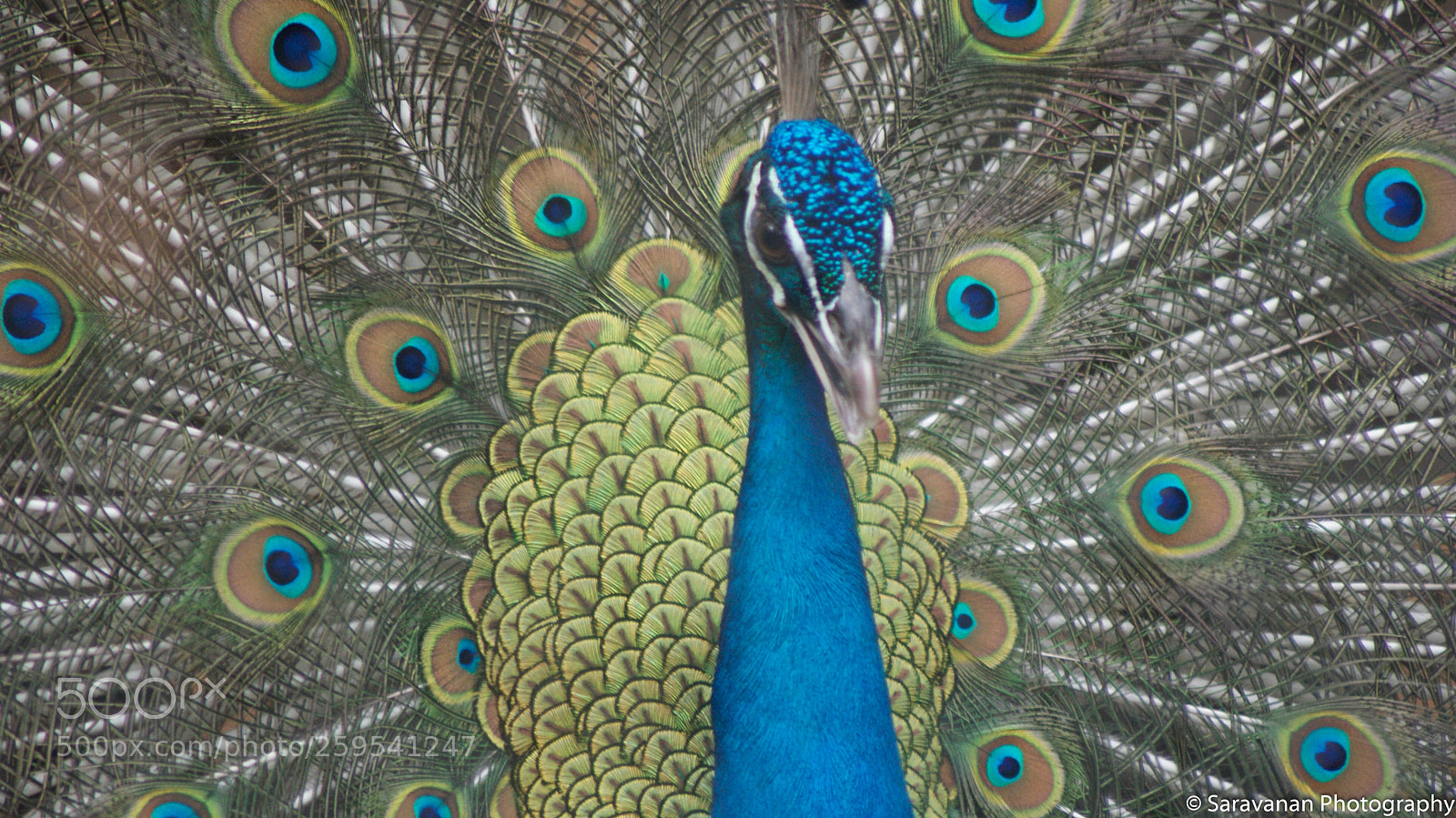 Sony Alpha DSLR-A230 sample photo. Male indian peafowl portraits photography
