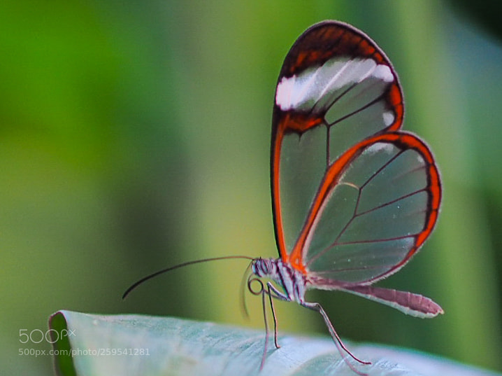 Olympus OM-D E-M1 sample photo. Butterfly series photography