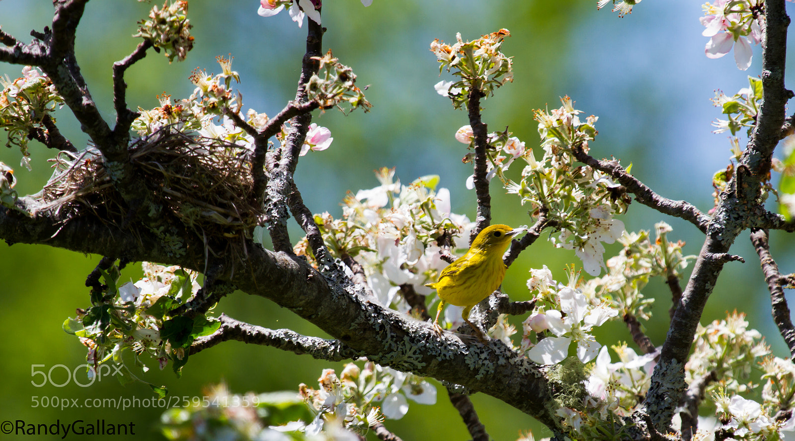 Canon EOS 7D sample photo. Yellow warbler photography