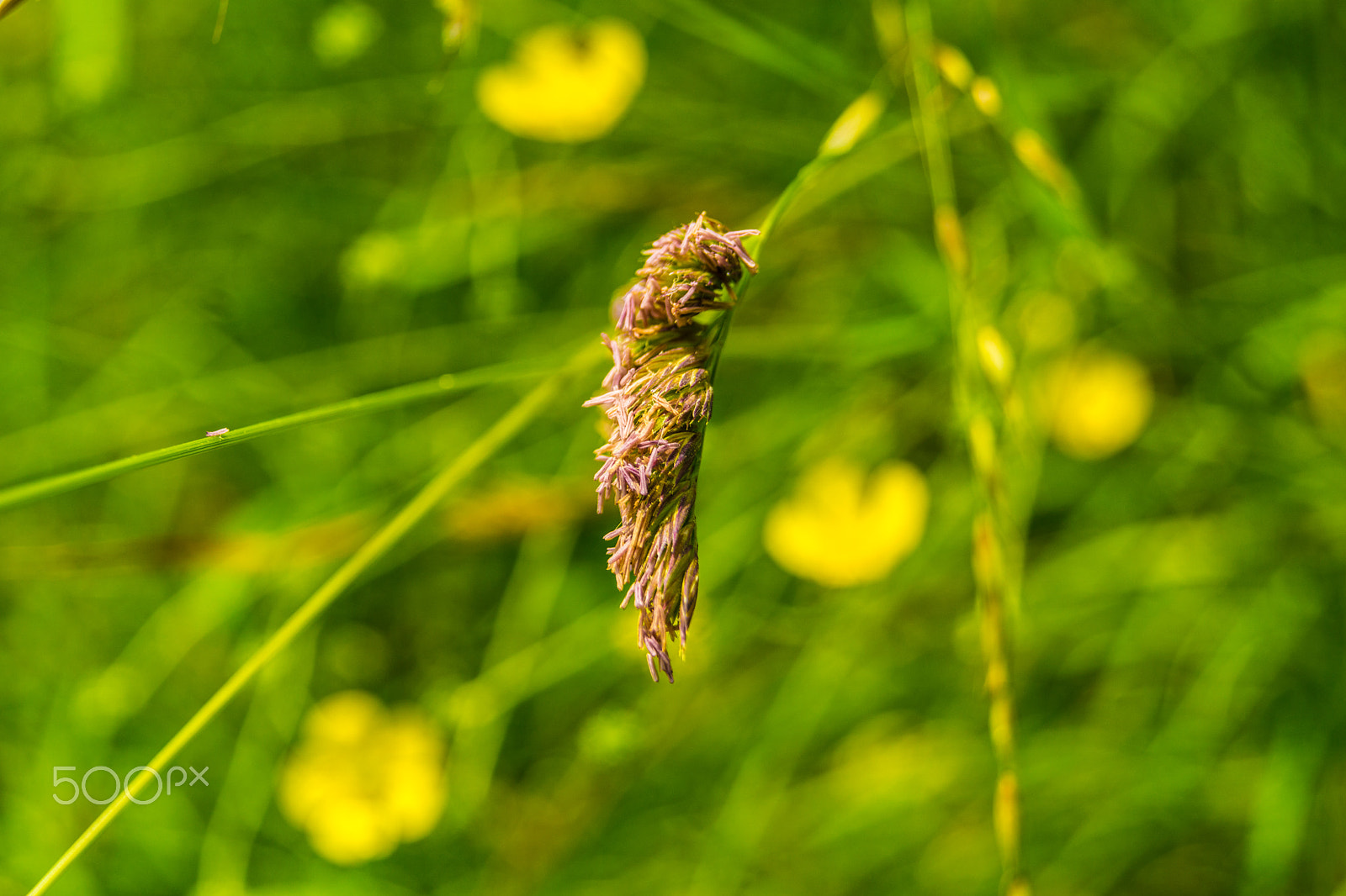 Sony a5100 sample photo. Walking on castione pt6 photography