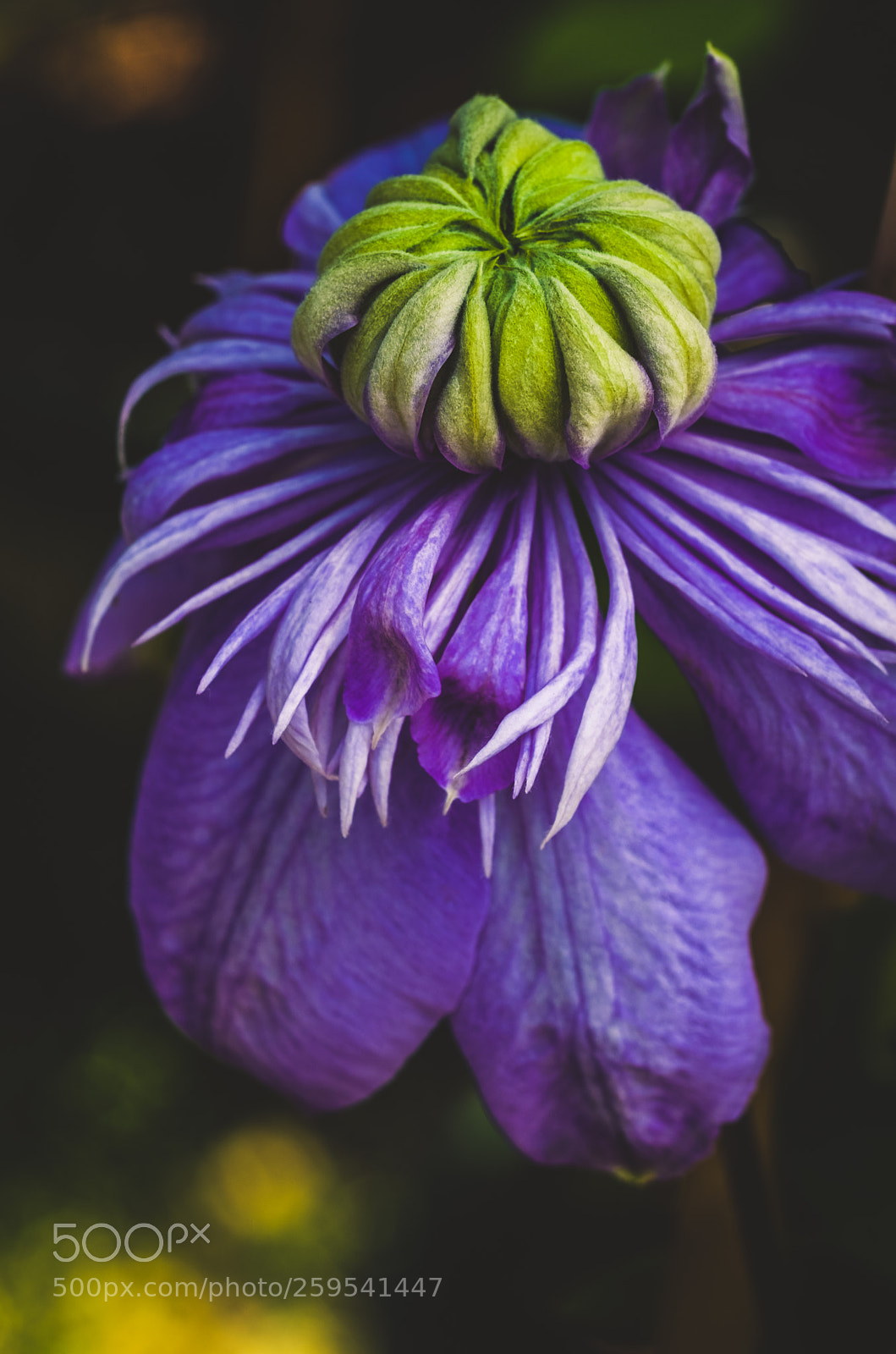 Fujifilm X-T2 sample photo. Clematis photography