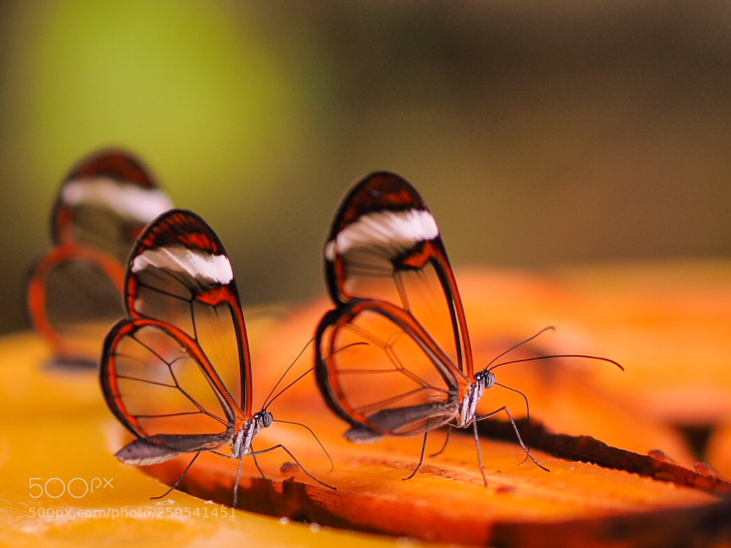 Olympus OM-D E-M1 sample photo. Butterfly series photography