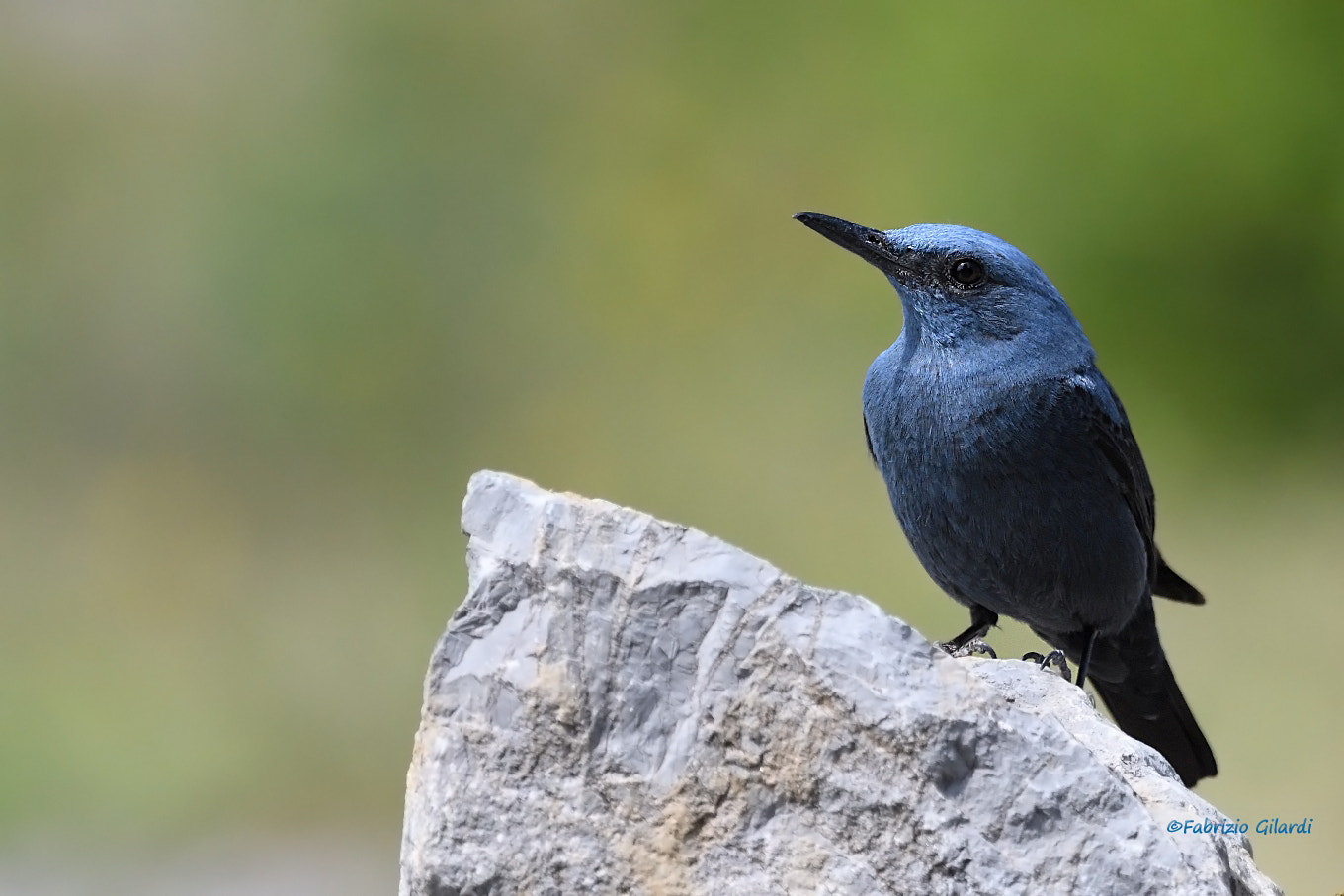 Nikon AF-S Nikkor 200-500mm F5.6E ED VR sample photo. Monticola solitarius (passero solitario) photography