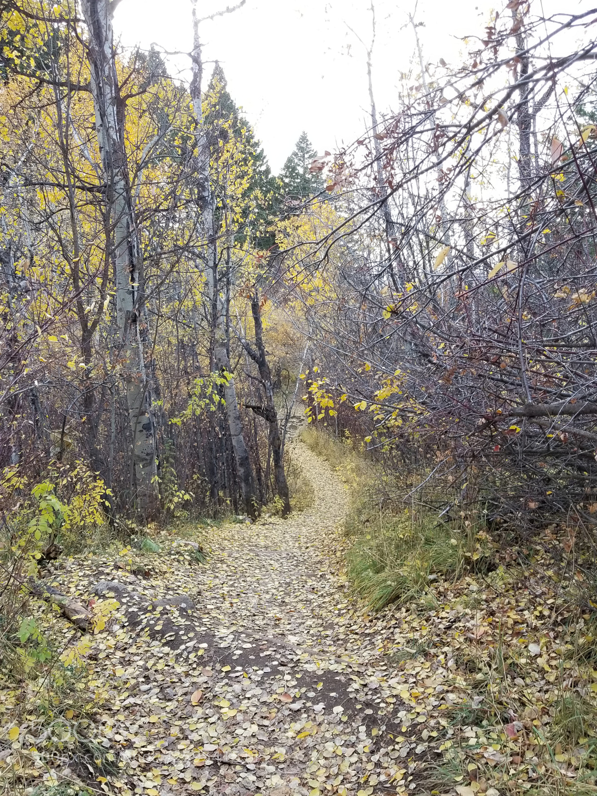 Samsung Galaxy S8+ sample photo. Woodland trail photography