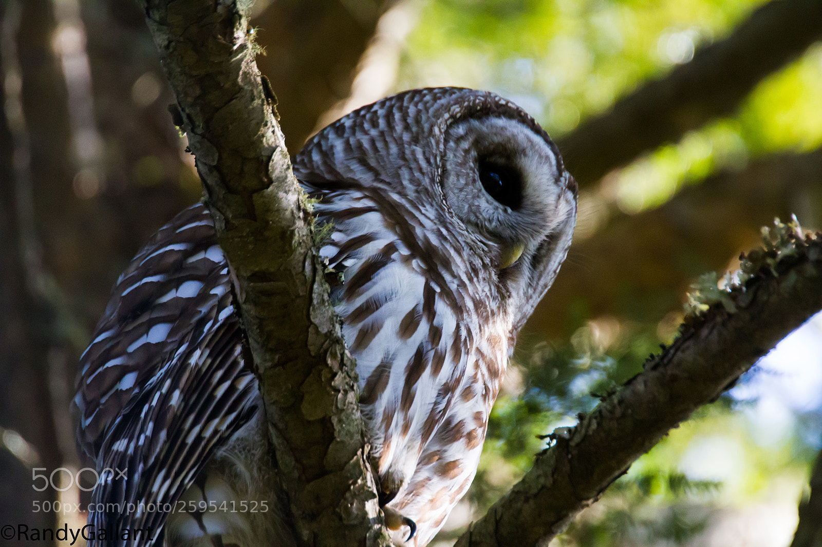 Canon EOS 7D sample photo. Barred owl photography