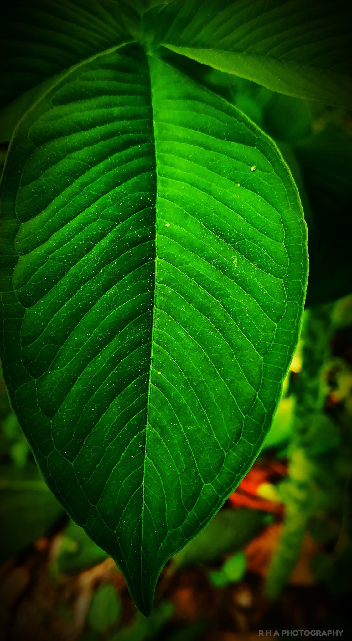 Xiaomi Redmi Note 5 Pro sample photo