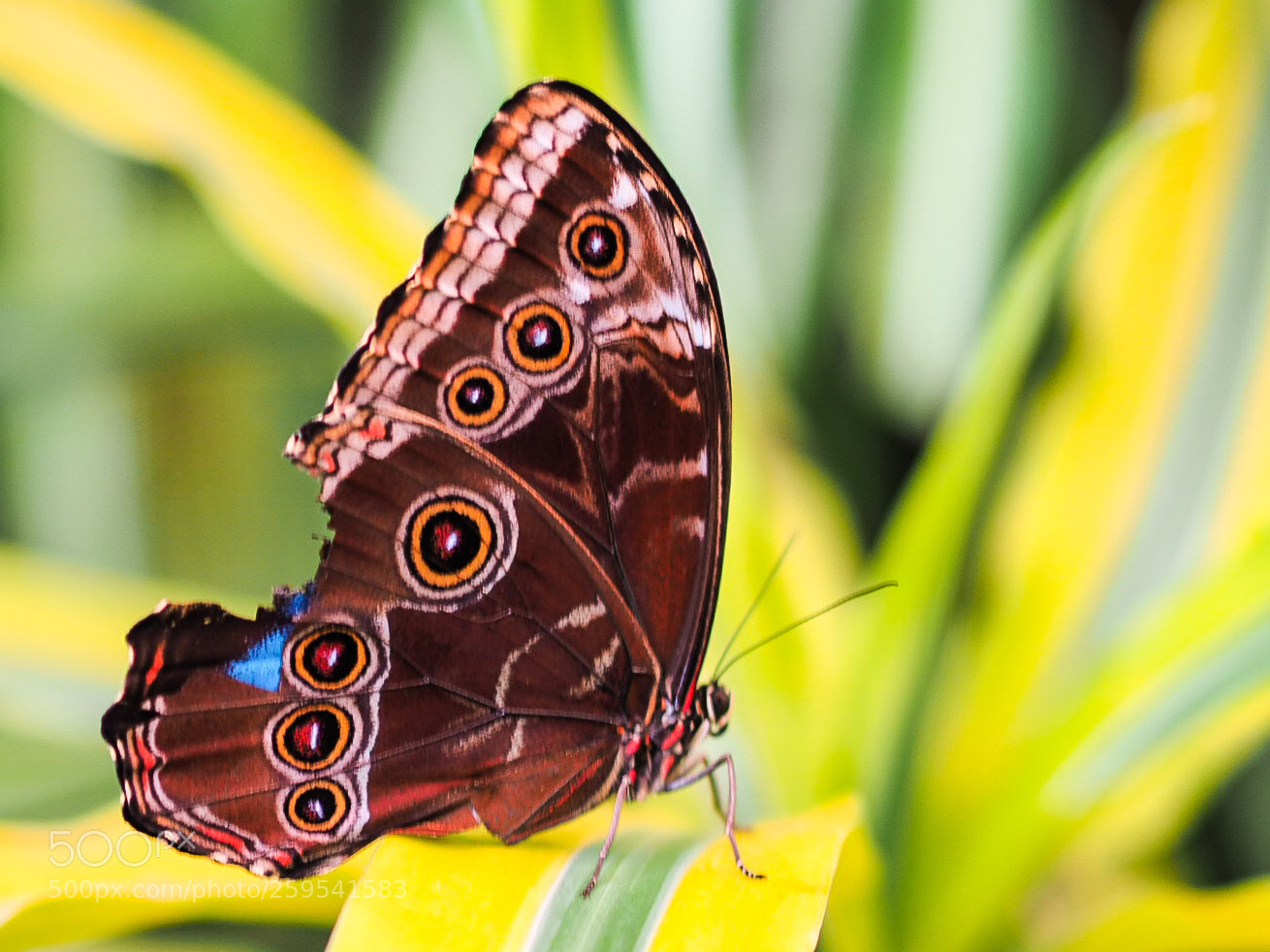 Olympus OM-D E-M1 sample photo. Butterfly series photography