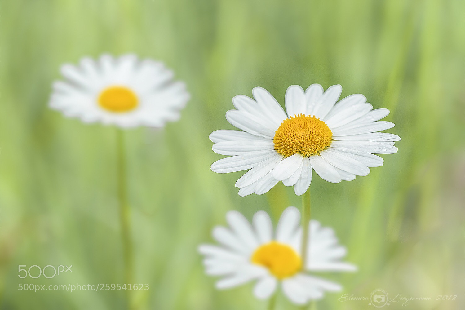 Sony a7 II sample photo. Margeriten photography