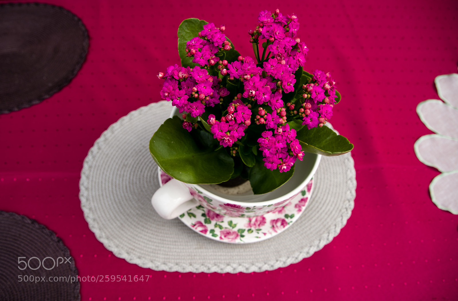 Pentax K-1 sample photo. Table flower art photography