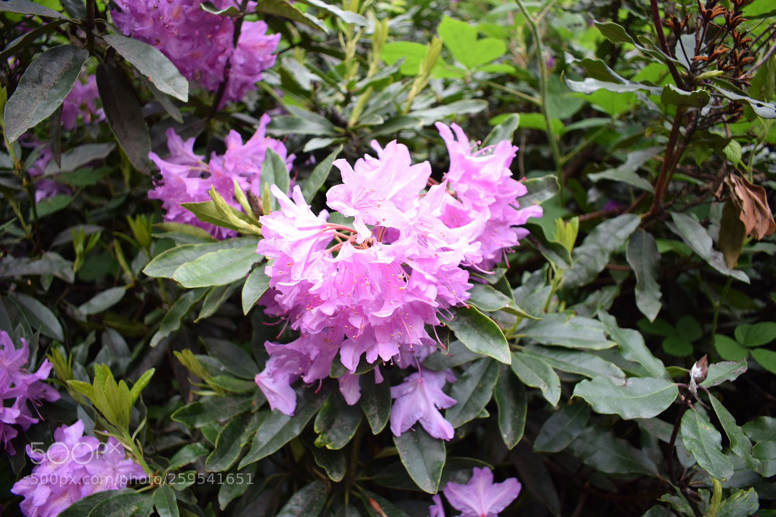 Nikon D5300 sample photo. Dsc photography