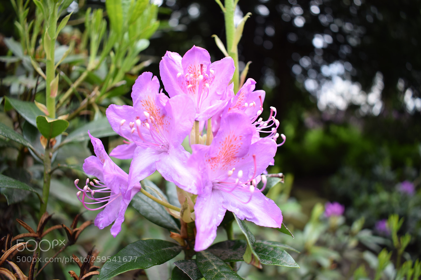 Nikon D5300 sample photo. Dsc photography