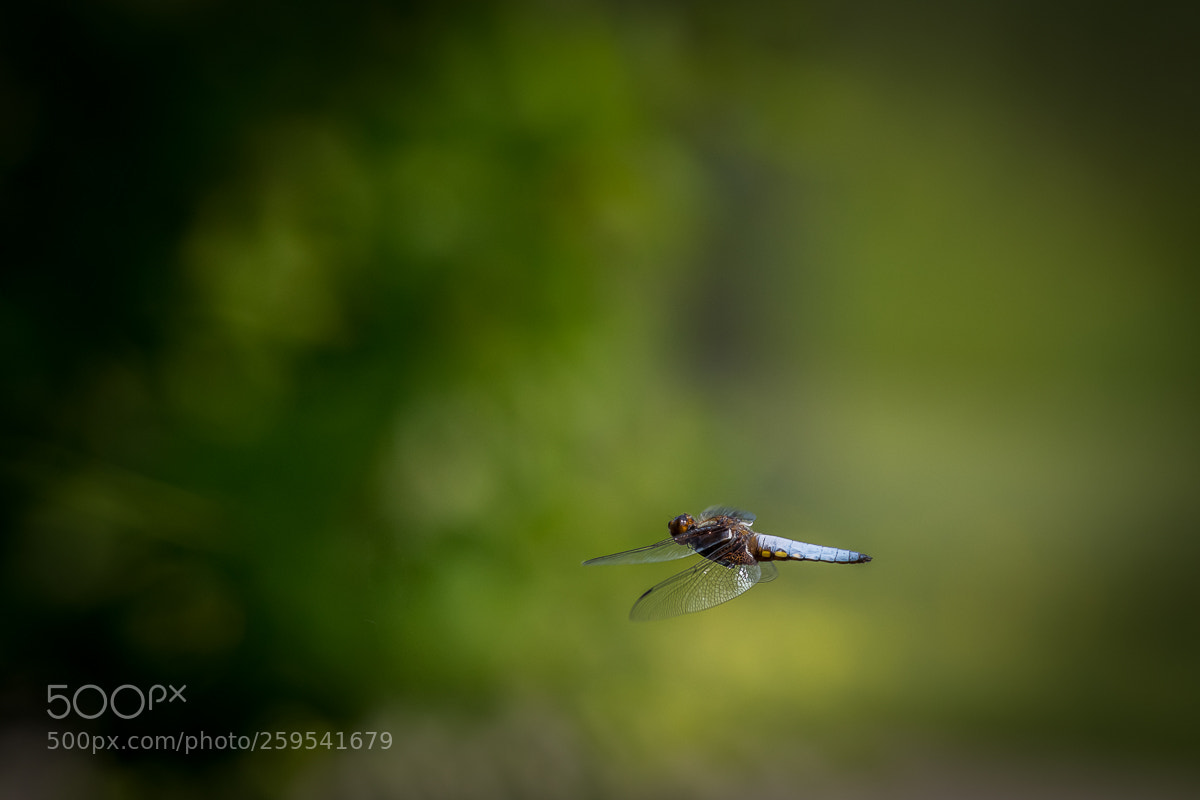 Nikon D500 sample photo. Broad-bodied chaser in flight photography