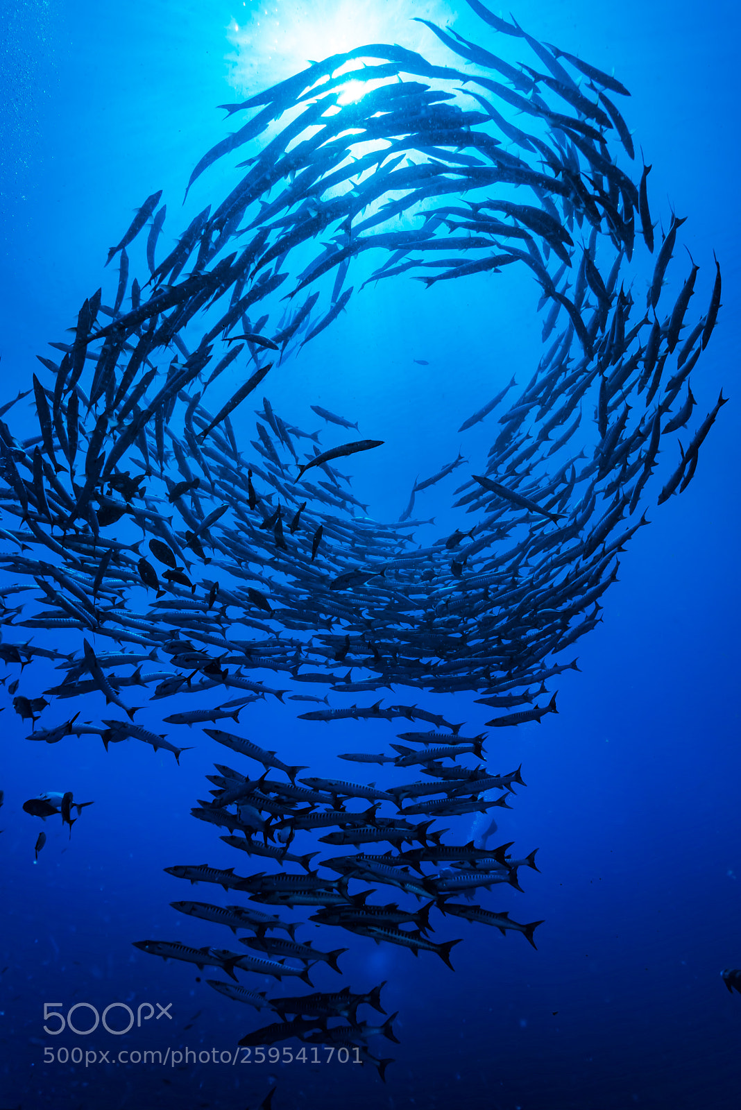 Nikon D750 sample photo. Diamond barracuda photography