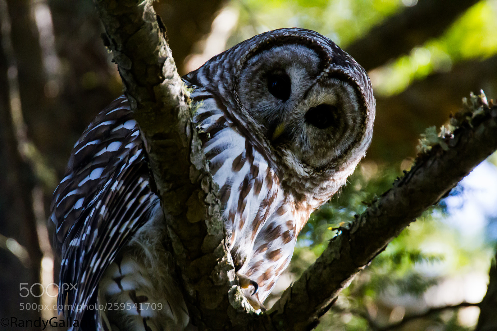Canon EOS 7D sample photo. Barred owl photography