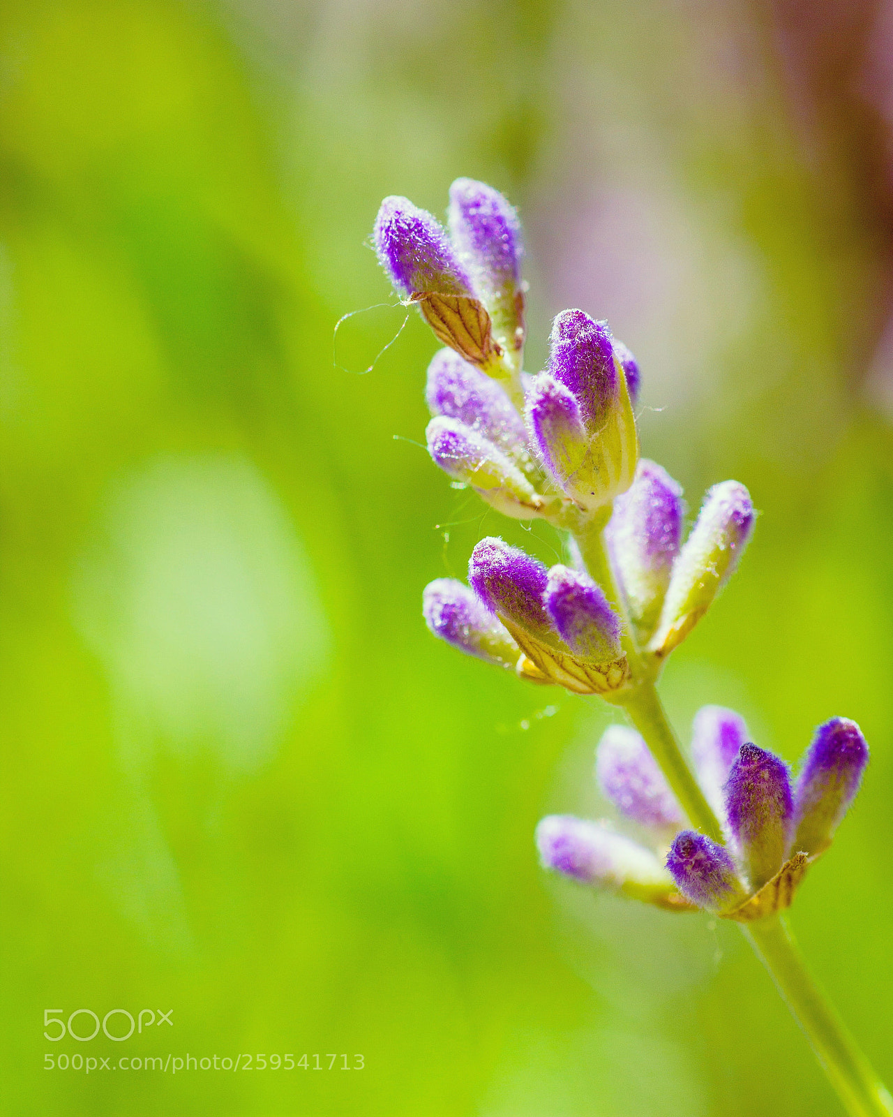 Canon EOS 600D (Rebel EOS T3i / EOS Kiss X5) sample photo. Lavender photography