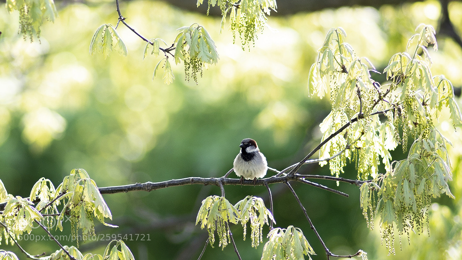 Nikon D610 sample photo. Little sparrow photography