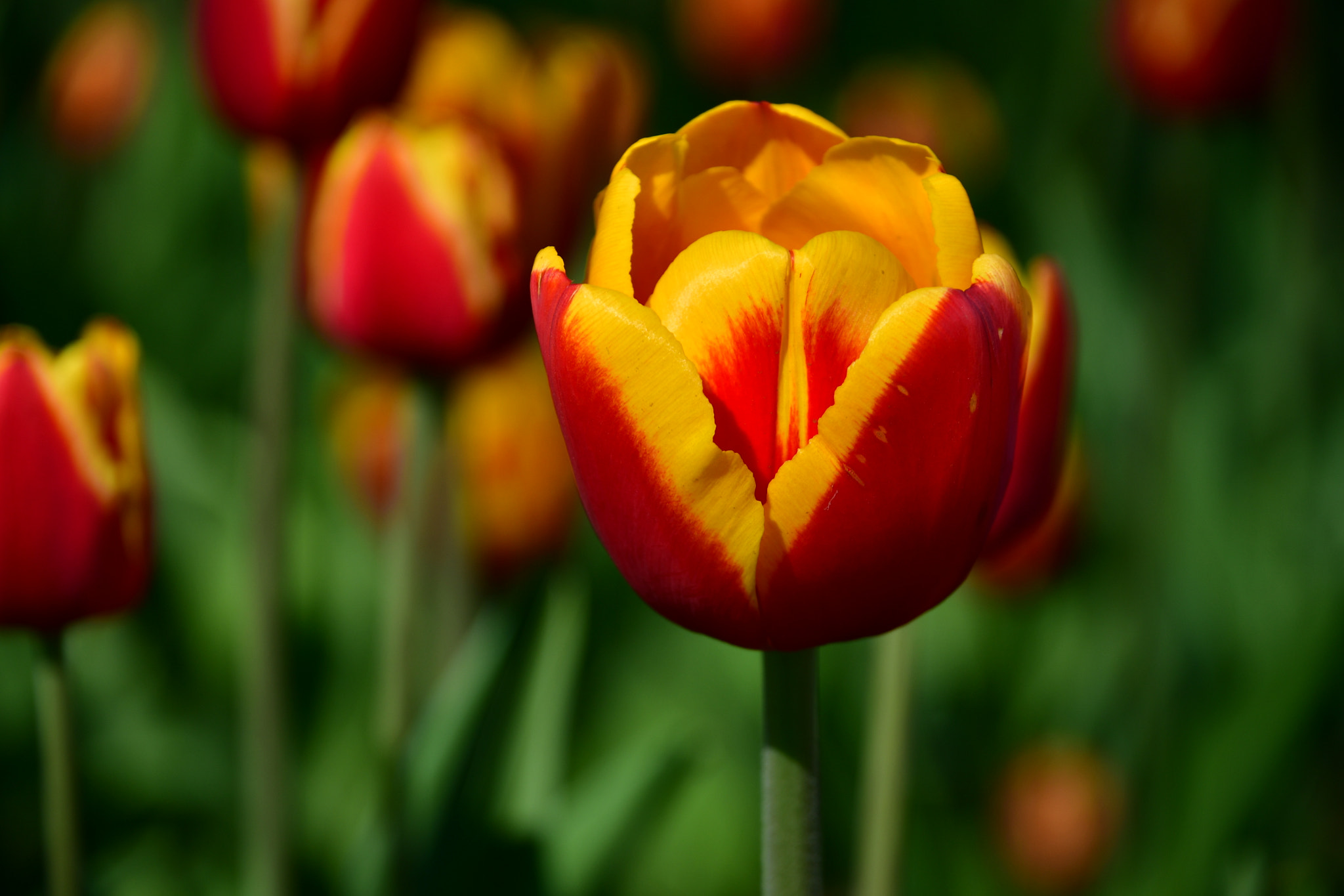 Nikon D7500 sample photo. Heart shaped tulip  photography