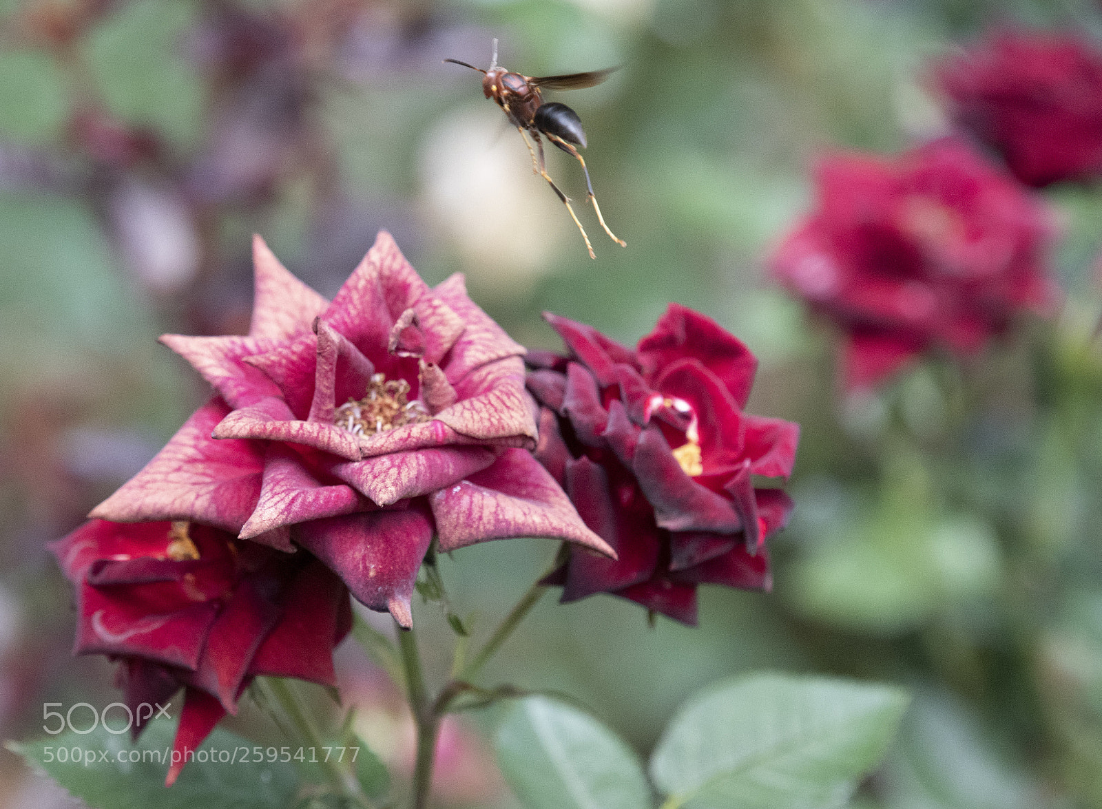 Nikon D750 sample photo. Flower hopping photography