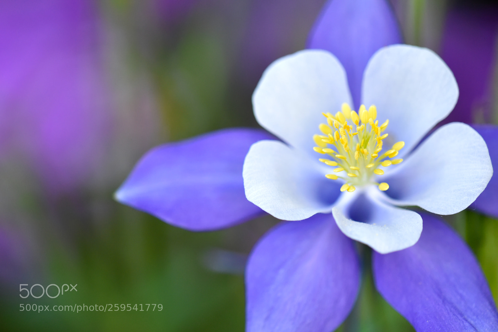 Nikon D750 sample photo. Flower nine photography