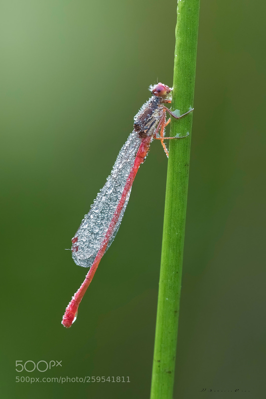 Nikon D810 sample photo. Ceriagrion tenellum photography