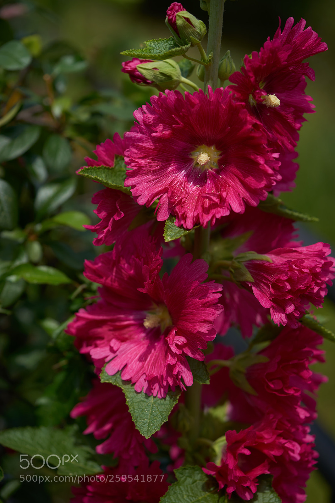 Sony a7 sample photo. Flowers 6636 photography