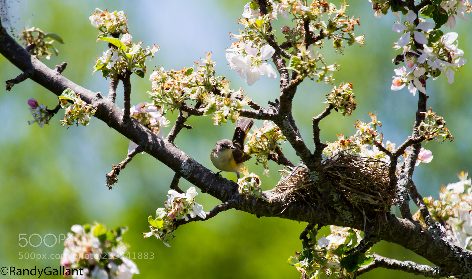 Canon EOS 7D sample photo. Blue headed vireo photography