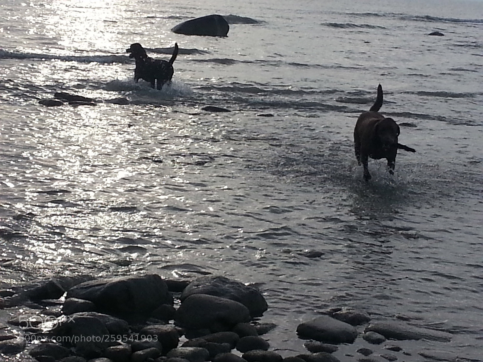 Samsung Galaxy S3 sample photo. Frolicking pups .1 photography