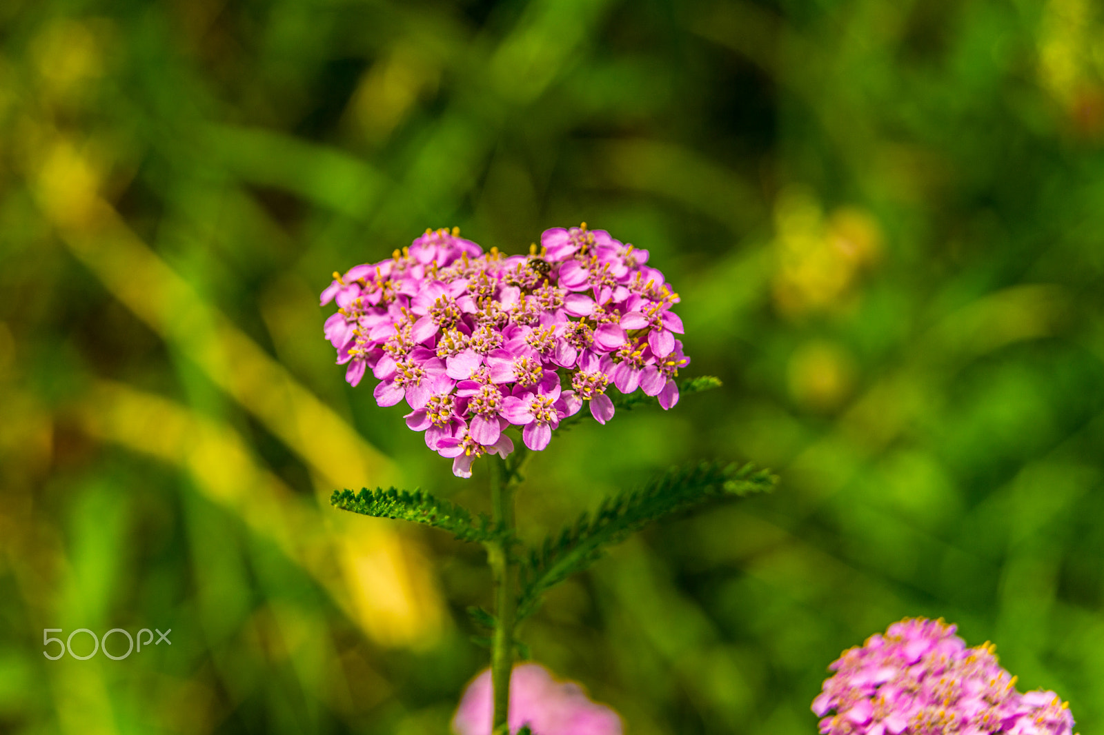 Sony a5100 sample photo. Walking on castione pt6 photography