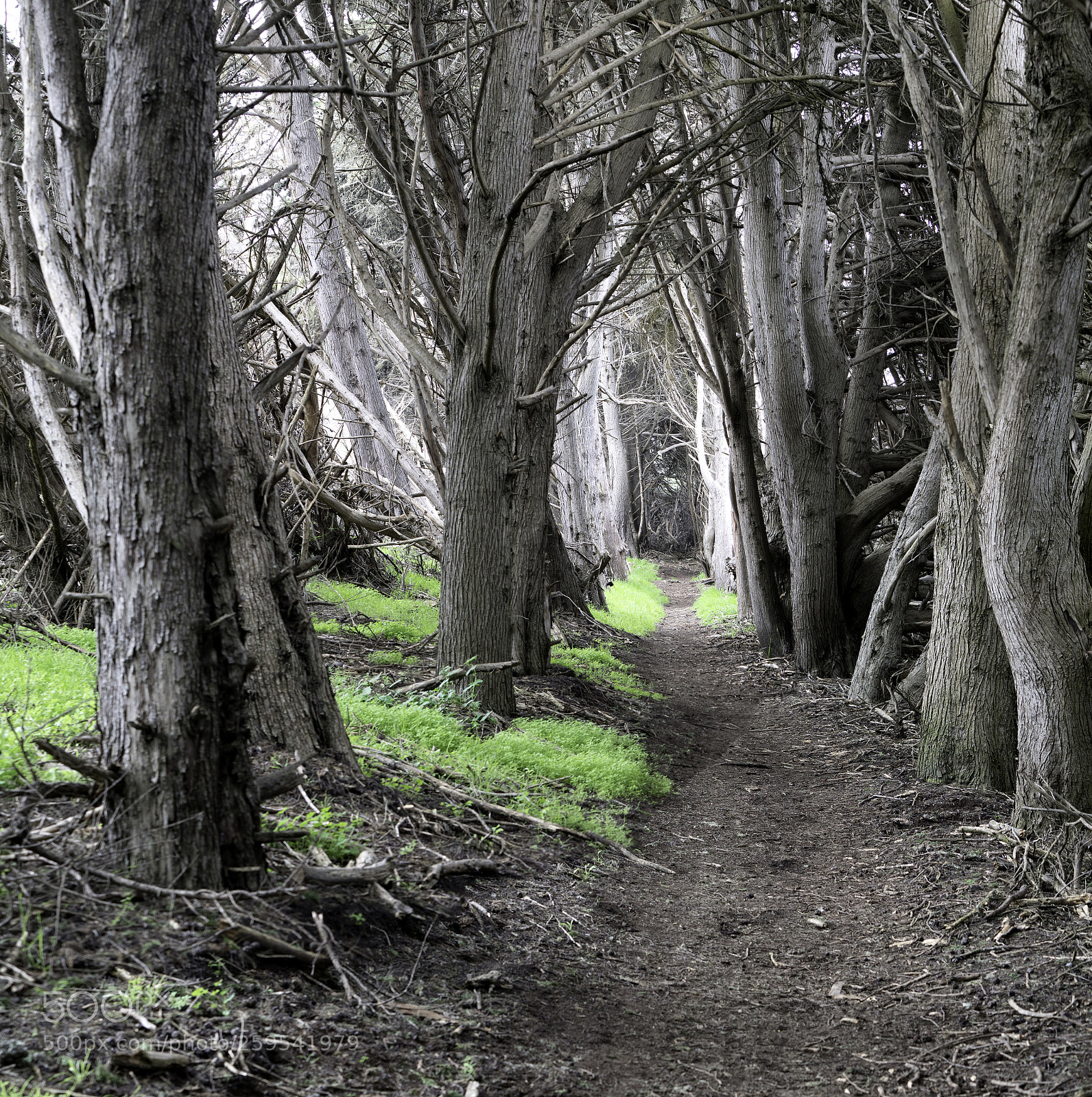 Sony a7R II sample photo. Trail detail photography