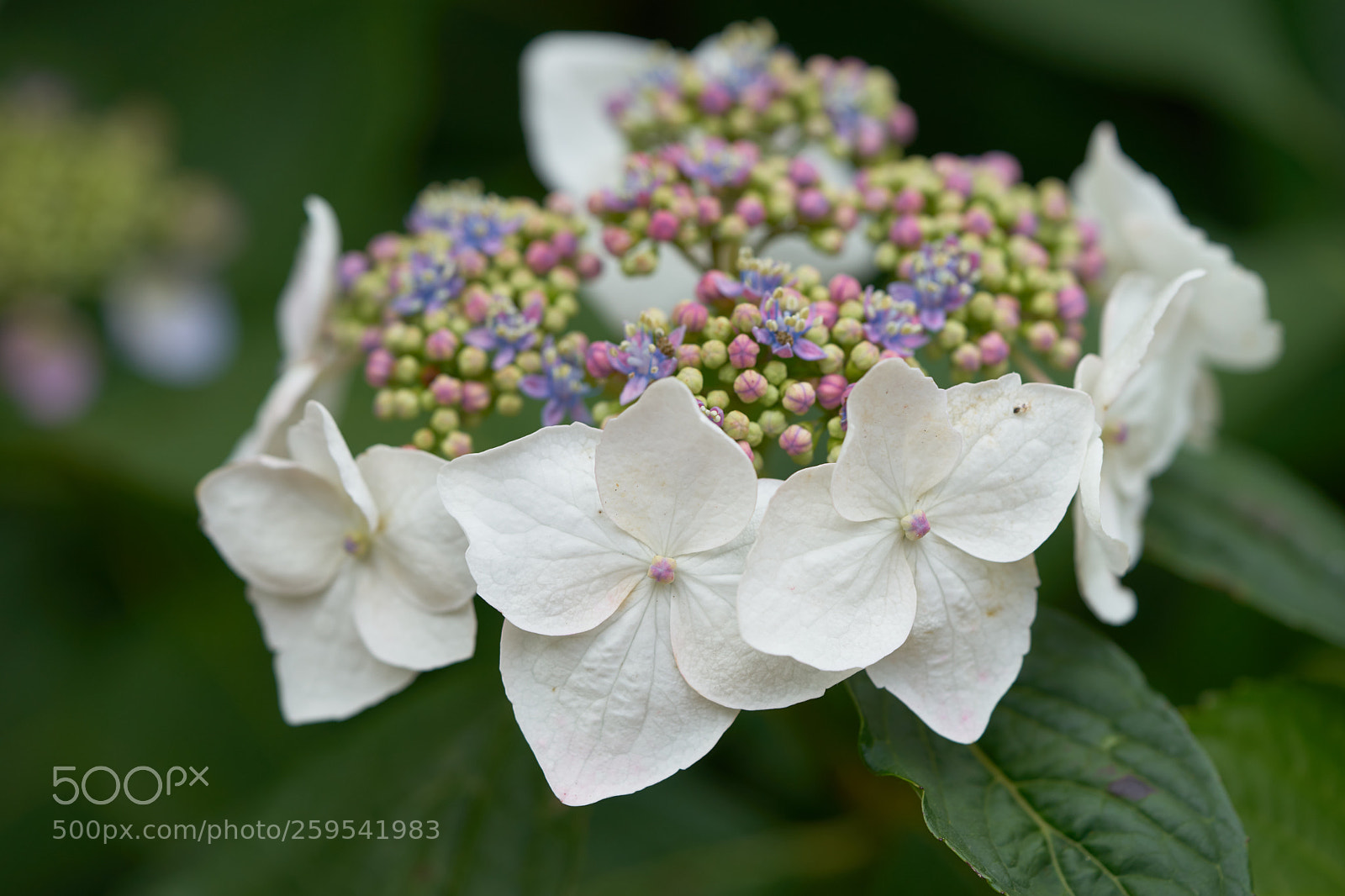 Sony a7 sample photo. Flowers 6637 photography