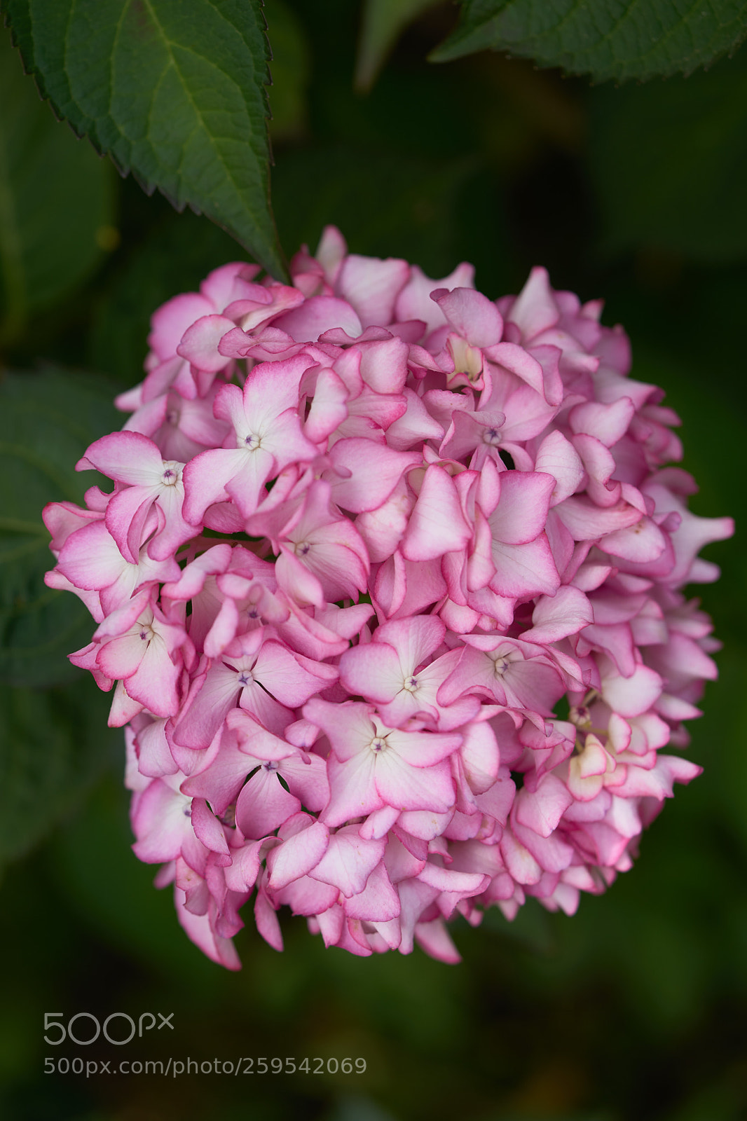 Sony a7 sample photo. Flowers 6638 photography