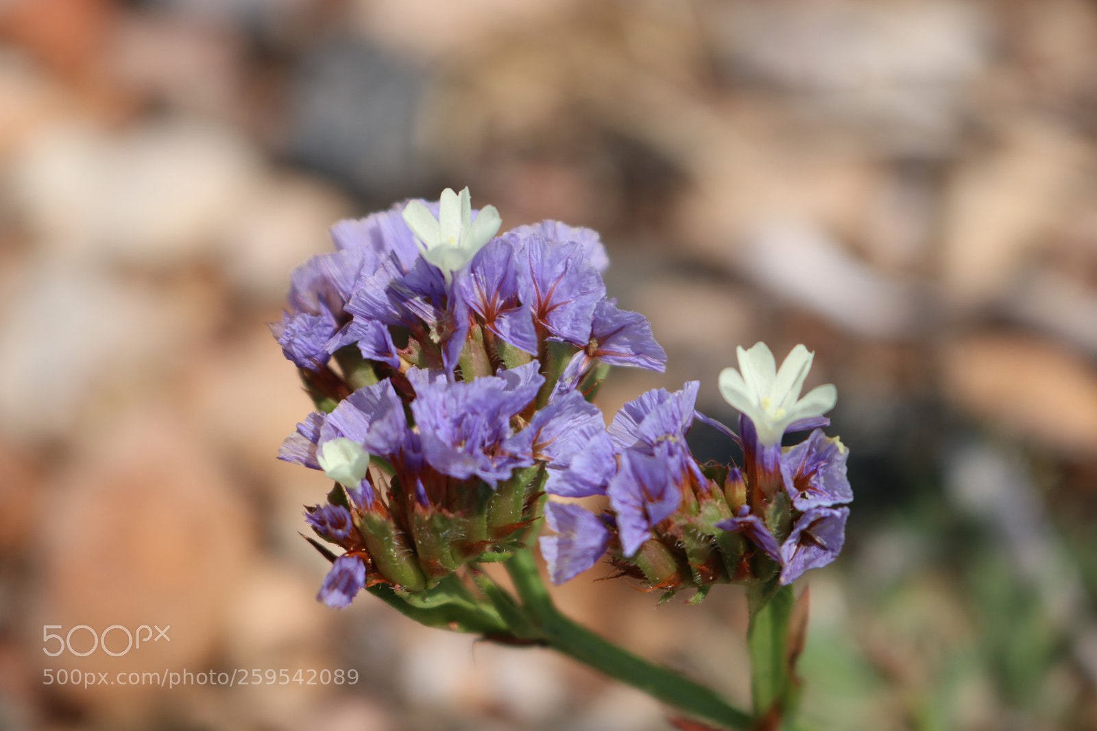 Canon EOS 750D (EOS Rebel T6i / EOS Kiss X8i) sample photo. Beach flowers! photography