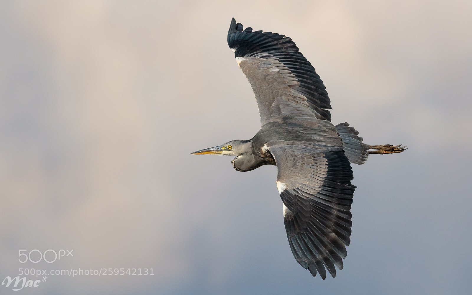 Canon EOS 7D Mark II sample photo. Grey heron--blauwe reiger photography